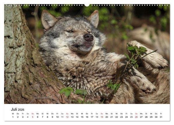 Produktbild: Wilde Tiere unserer Heimat (hochwertiger Premium Wandkalender 2026 DIN A2 quer), Kunstdruck in Hochglanz