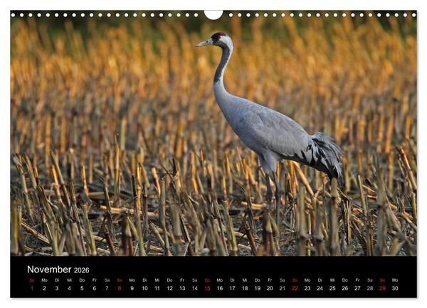 Produktbild: Kranich-Land Brandenburg (Wandkalender 2026 DIN A3 quer), CALVENDO Monatskalender