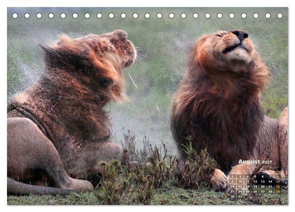 Produktbild: WILDE TIERE IN AKTION (Tischkalender 2027 DIN A5 quer), CALVENDO Monatskalender
