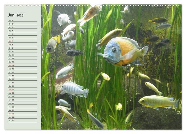 Produktbild: Knallbunte Wasserwelt. Die Welt der Fische (Wandkalender 2026 DIN A2 quer), CALVENDO Monatskalender