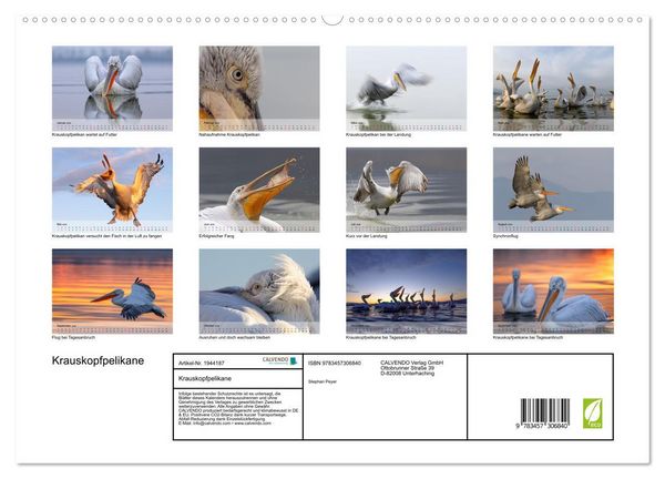 Produktbild: Krauskopfpelikane (hochwertiger Premium Wandkalender 2026 DIN A2 quer), Kunstdruck in Hochglanz
