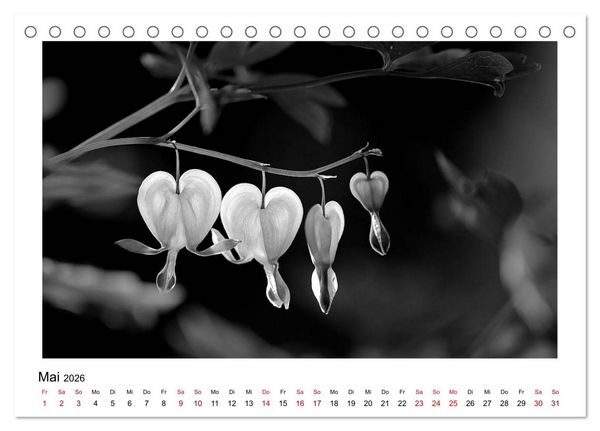 Produktbild: Die grafische Sch&ouml;nheit der Pflanzen &ndash; Schwarz-Wei&szlig; (Tischkalender 2026 DIN A5 quer), CALVENDO Monatskalender