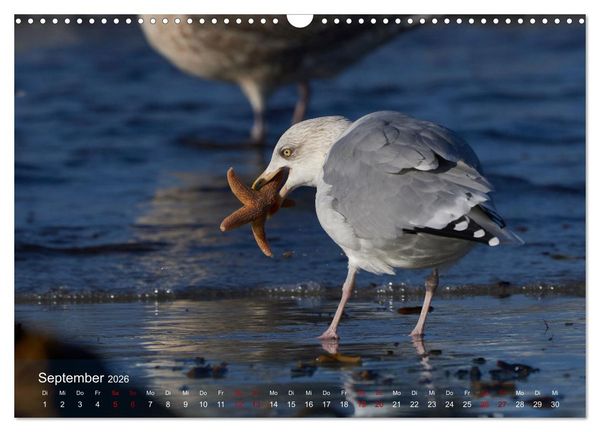 Produktbild: V&ouml;gel an Deutschlands K&uuml;sten (Wandkalender 2026 DIN A3 quer), CALVENDO Monatskalender