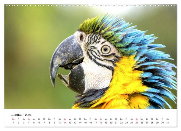 Produktbild: Papageien. Knallbunte Aras und Co. (Wandkalender 2026 DIN A2 quer), CALVENDO Monatskalender