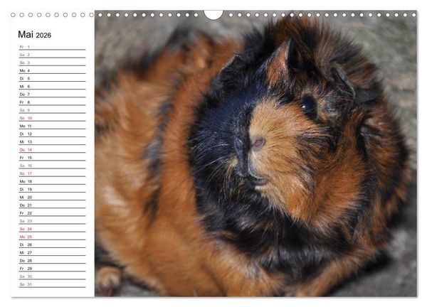 Produktbild: Meerschweinchen Niedliche Herzensbrecher (Wandkalender 2026 DIN A3 quer), CALVENDO Monatskalender