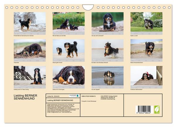 Produktbild: Liebling BERNER SENNENHUND (Wandkalender 2026 DIN A4 quer), CALVENDO Monatskalender