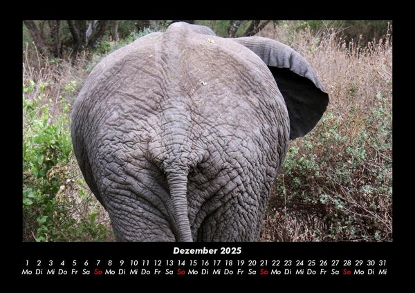 Produktbild: Der Elefantenkalender 2025 Fotokalender DIN A3