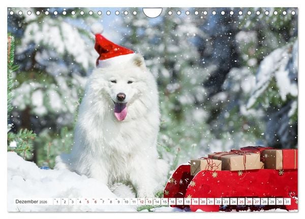 Produktbild: Der Samojede - Sch&ouml;nheit des Nordens (Wandkalender 2026 DIN A4 quer), CALVENDO Monatskalender
