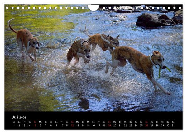 Produktbild: Whippet 2026 (Wandkalender 2026 DIN A4 quer), CALVENDO Monatskalender