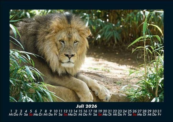 Produktbild: L&ouml;wen in der Wildnis 2026 Fotokalender DIN A5