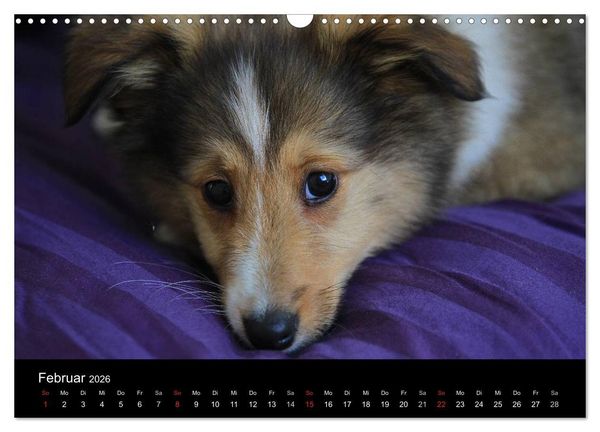 Produktbild: Shelties 2026 (Wandkalender 2026 DIN A3 quer), CALVENDO Monatskalender