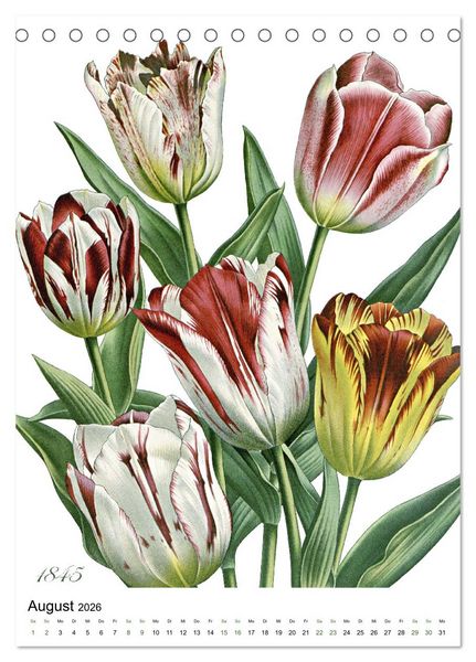 Produktbild: Tulpen - Jahr (Tischkalender 2026 DIN A5 hoch), CALVENDO Monatskalender