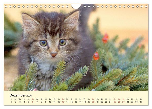Produktbild: Putzige Katzenkinder. Drollige K&auml;tzchen entdecken die Welt! (Wandkalender 2026 DIN A4 quer), CALVENDO Monatskalender
