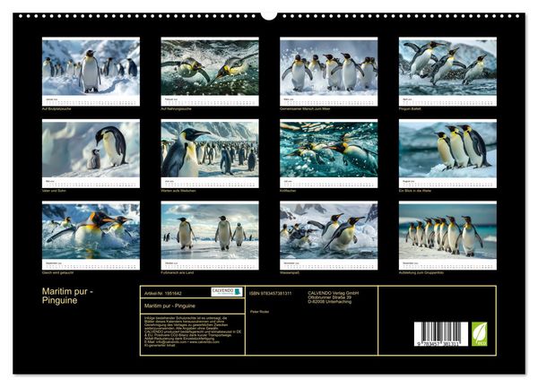 Produktbild: Maritim pur - Pinguine (hochwertiger Premium Wandkalender 2026 DIN A2 quer), Kunstdruck in Hochglanz