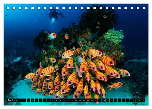 Produktbild: Raja Ampat - Faszinierende Unterwasserwelt (Tischkalender 2026 DIN A5 quer), CALVENDO Monatskalender