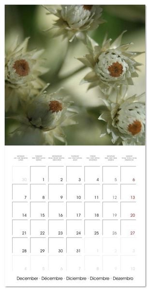 Produktbild: ENCHANTING FLOWERS (Wall Calendar 2026 12 &times; 12 Inch) CALVENDO 12 Month Wall Calendar