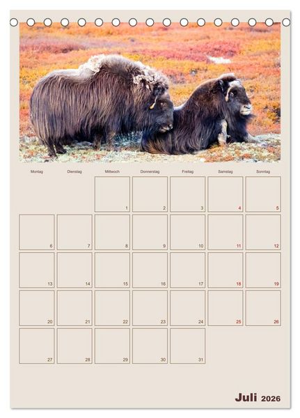 Produktbild: Moschusochsen - Norwegens gem&uuml;tliche Riesen (Tischkalender 2026 DIN A5 hoch), CALVENDO Monatskalender