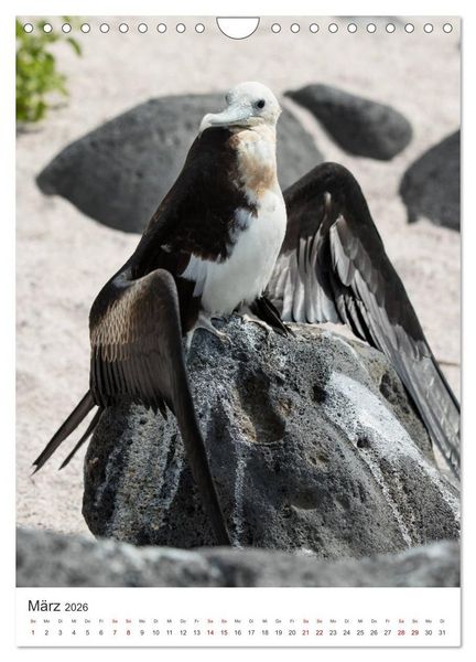 Produktbild: Galapagos - Atemberaubende Tierwelt (Wandkalender 2026 DIN A4 hoch), CALVENDO Monatskalender