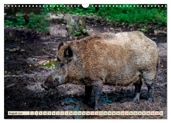 Produktbild: Unverwechselbar - Wildschwein (Wandkalender 2026 DIN A3 quer), CALVENDO Monatskalender
