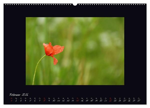 Produktbild: MOHNographie (Wandkalender 2026 DIN A2 quer), CALVENDO Monatskalender