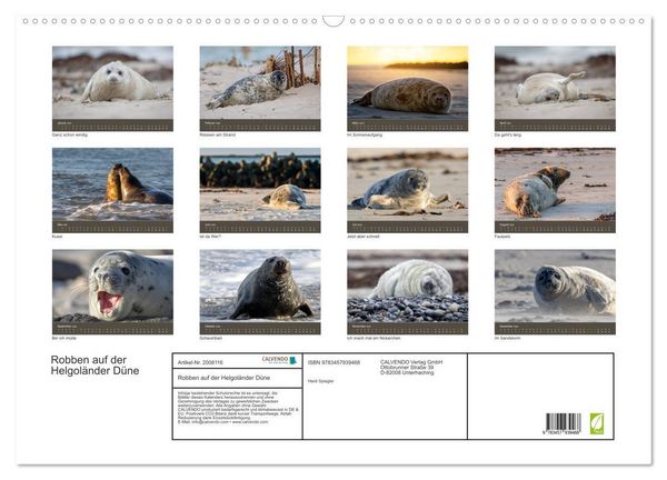 Produktbild: Robben auf der Helgol&auml;nder D&uuml;ne (Wandkalender 2026 DIN A2 quer), CALVENDO Monatskalender