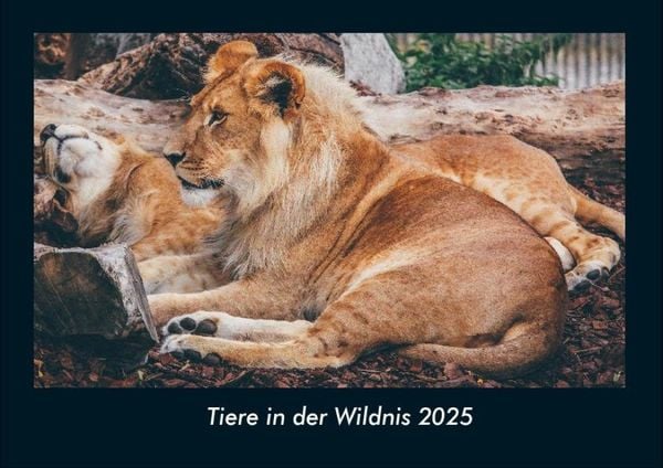 Produktbild: Tiere in der Wildnis 2025 Fotokalender DIN A4