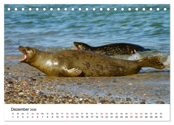 Produktbild: HELGOLAND: Nordseeinsel, sch&ouml;ner Ferienort (Tischkalender 2026 DIN A5 quer), CALVENDO Monatskalender