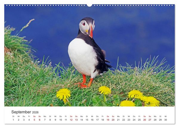 Produktbild: Papageitaucher - Clowns der nordischen Vogelwelt (hochwertiger Premium Wandkalender 2026 DIN A2 quer), Kunstdruck in Hochglanz