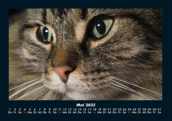 Produktbild: F&uuml;r Katzenfreunde 2025 Fotokalender DIN A4