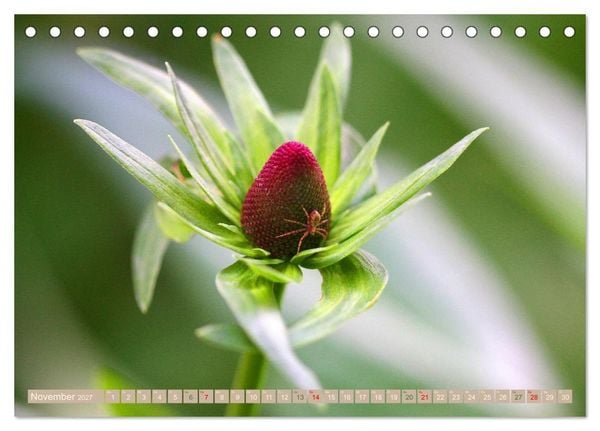 Produktbild: Faszinierende Pflanzenwelt (Tischkalender 2027 DIN A5 quer), CALVENDO Monatskalender