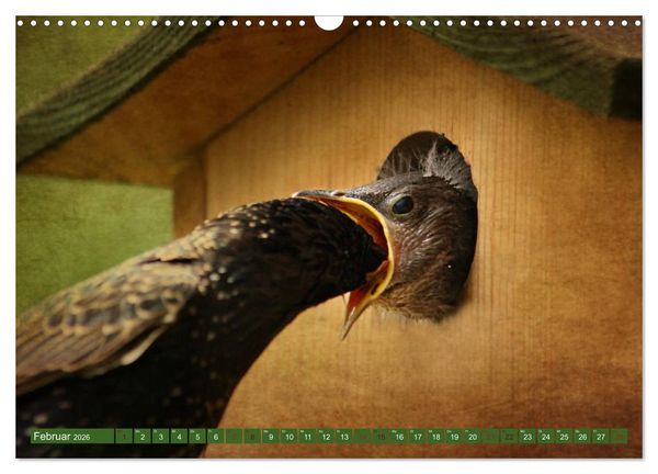 Produktbild: Nachwuchs bei Familie Star (Wandkalender 2026 DIN A3 quer), CALVENDO Monatskalender