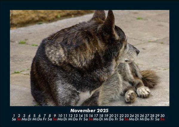 Produktbild: Der Hundekalender 2025 Fotokalender DIN A5