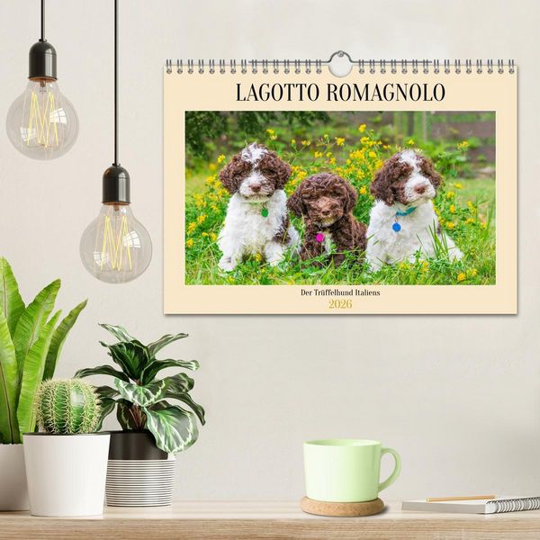 Produktbild: Lagotto Romagnolo - der Tr&uuml;ffelhund Italiens (Wandkalender 2026 DIN A4 quer), CALVENDO Monatskalender