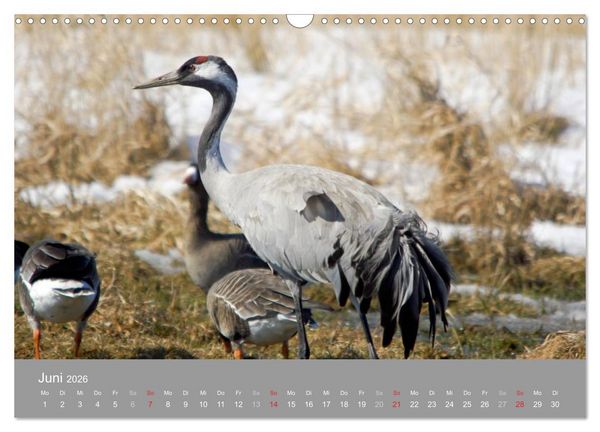 Produktbild: Kraniche in Vorpommern (Wandkalender 2026 DIN A3 quer), CALVENDO Monatskalender
