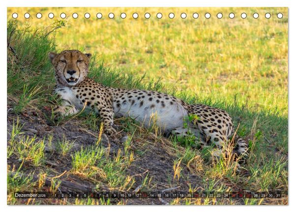 Produktbild: Katzen im Busch (Tischkalender 2026 DIN A5 quer), CALVENDO Monatskalender