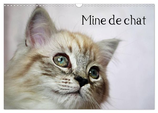 Produktbild: Mine de chat (Calendrier mural 2027 DIN A3 vertical), CALVENDO calendrier mensuel