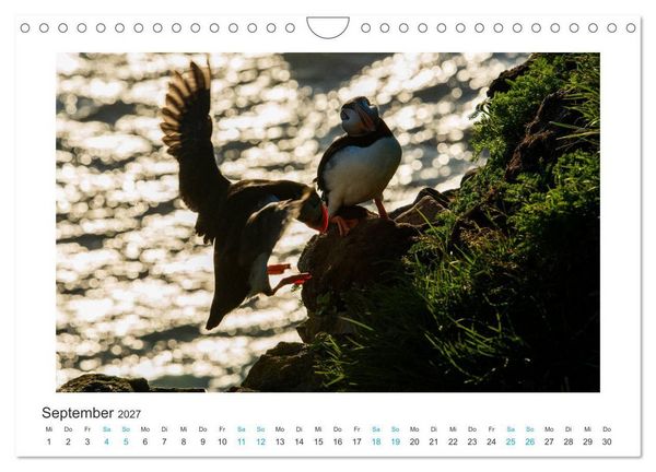 Produktbild: PAPAGEIENTAUCHER - Clowns der Nordmeere (Wandkalender 2027 DIN A4 quer), CALVENDO Monatskalender