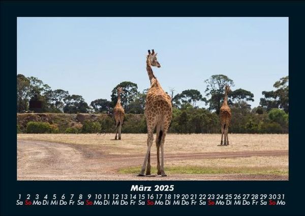 Produktbild: Giraffen 2025 Fotokalender DIN A5