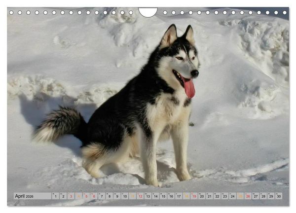 Produktbild: Huskies - Schlittenhunde (Wandkalender 2026 DIN A4 quer), CALVENDO Monatskalender
