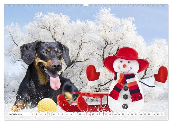 Produktbild: Dackeltr&auml;umereien - Kleine Helden auf 4 Pfoten (hochwertiger Premium Wandkalender 2026 DIN A2 quer), Kunstdruck in Hochglanz