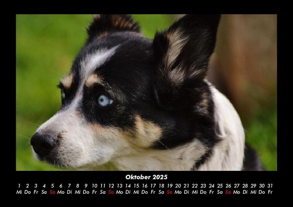 Produktbild: Welpen 2025 Fotokalender DIN A3