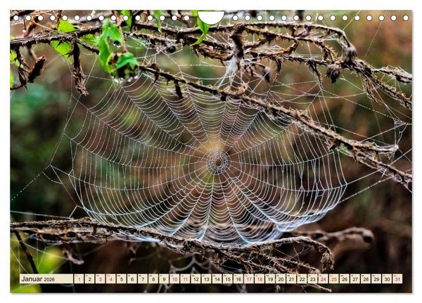 Produktbild: Spinnennetze - Wunder der Natur (Wandkalender 2026 DIN A4 quer), CALVENDO Monatskalender