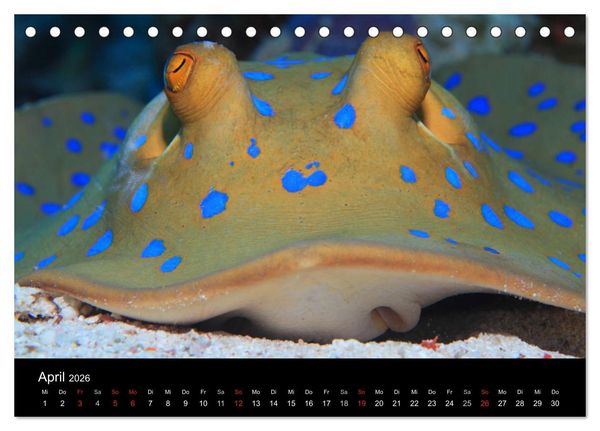 Produktbild: Bilder der Tiefe 2026 (Tischkalender 2026 DIN A5 quer), CALVENDO Monatskalender
