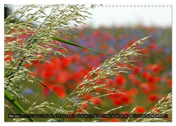 Produktbild: Farbtupfer auf sommerlichen Feldern - Mohn und Kornblumen (Wandkalender 2026 DIN A3 quer), CALVENDO Monatskalender