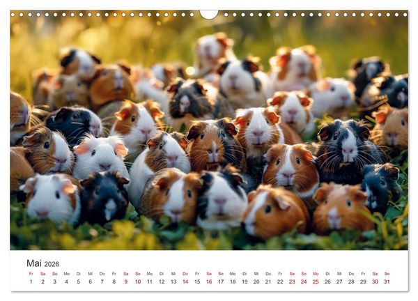 Produktbild: Wuschelbande - Ein Jahr voller Meerschweinchen (Wandkalender 2026 DIN A3 quer), CALVENDO Monatskalender