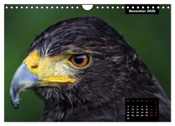 Produktbild: Greifv&ouml;gel - Herrscher der L&uuml;fte (Wandkalender 2026 DIN A4 quer), CALVENDO Monatskalender
