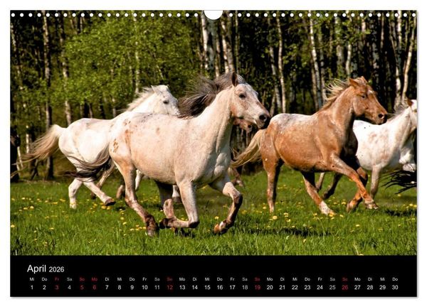 Produktbild: Wilde Pferde (Wandkalender 2026 DIN A3 quer), CALVENDO Monatskalender