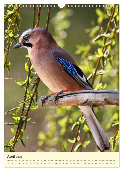 Produktbild: Shy forest birds (Wall Calendar 2026 DIN A3 portrait), CALVENDO 12 Month Wall Calendar