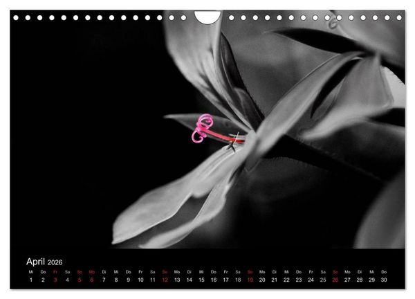 Produktbild: Farbtupfer (Wandkalender 2026 DIN A4 quer), CALVENDO Monatskalender