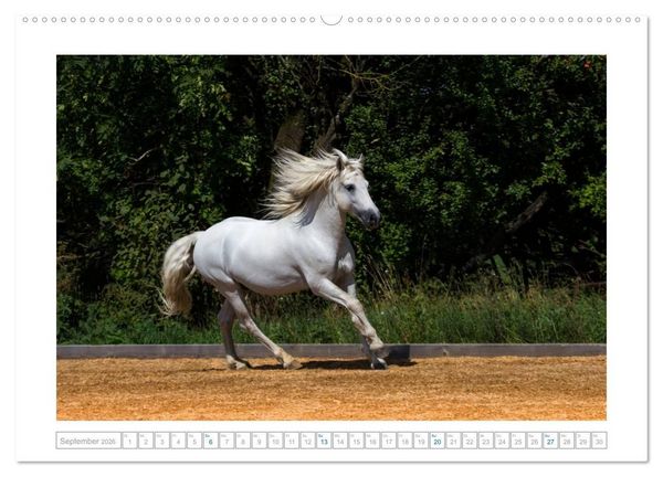 Produktbild: Wei&szlig;e Pferde der Camargue in Bayern (hochwertiger Premium Wandkalender 2026 DIN A2 quer), Kunstdruck in Hochglanz
